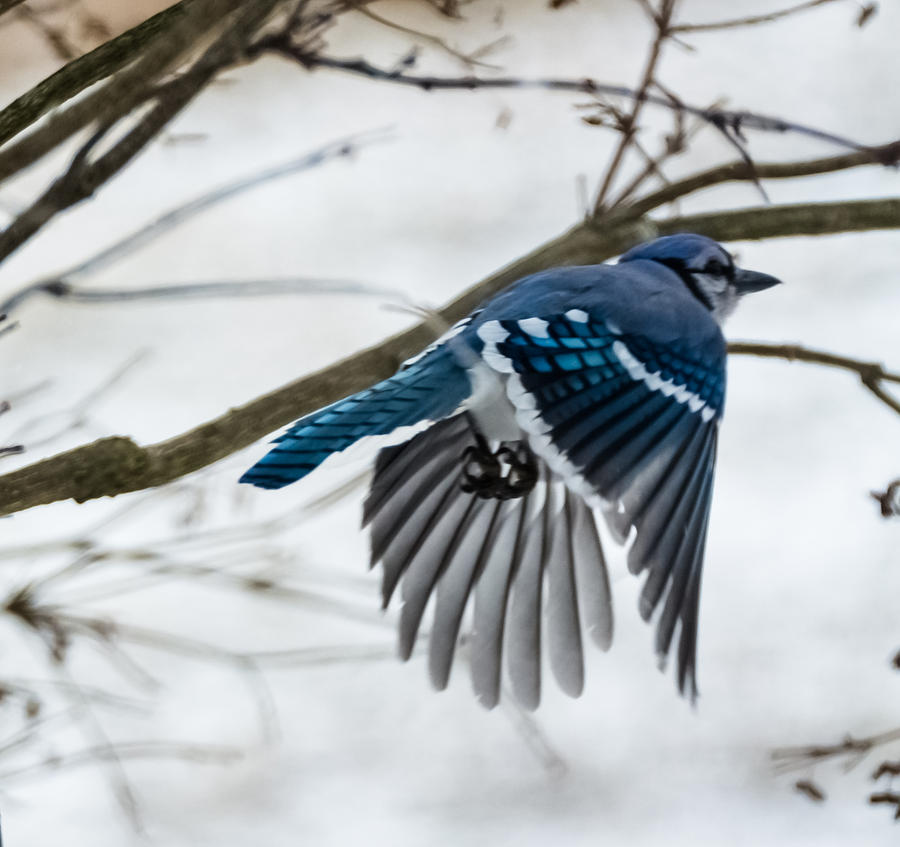 Blue Jay Takes Off Photograph by Holden The Moment - Fine Art America