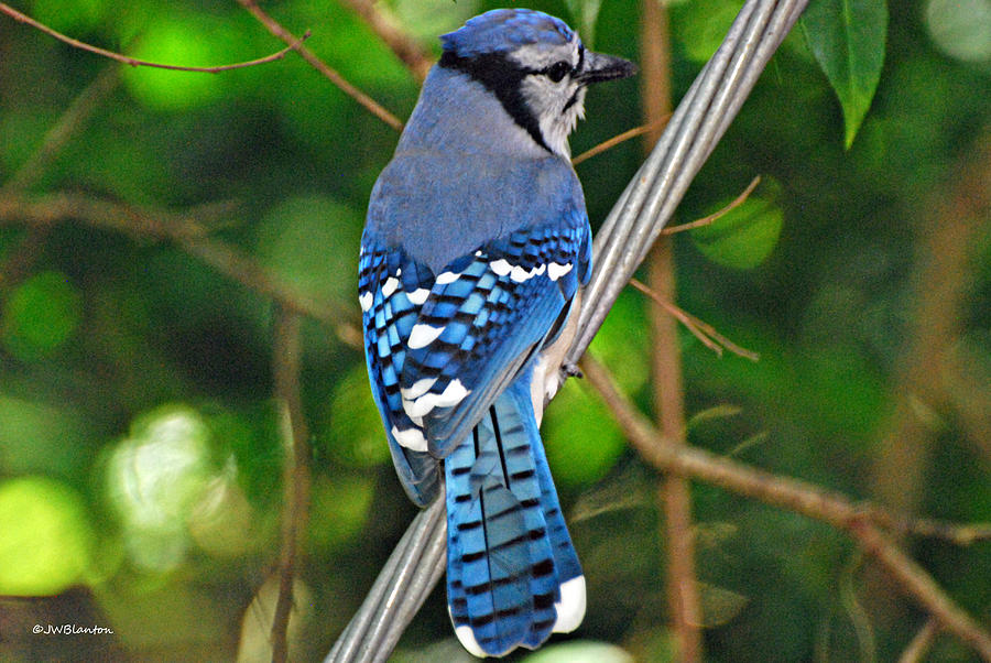 Blue Jay Photograph by Teresa Blanton