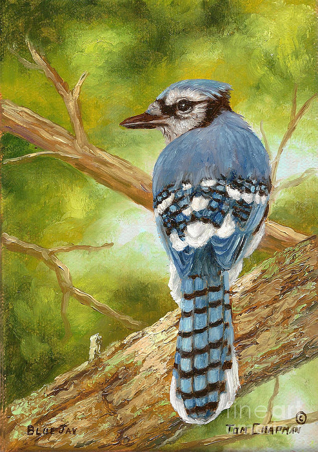 Blue Jay Painting by Tom Chapman