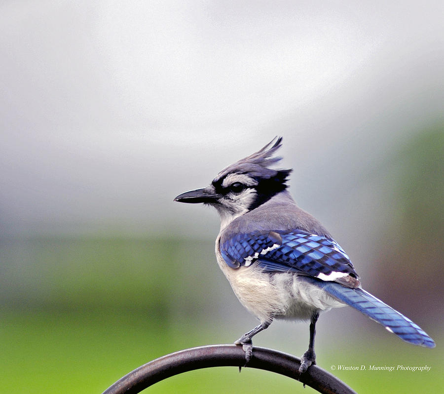 The Infamous Blue Jay Photograph by Winston D Munnings