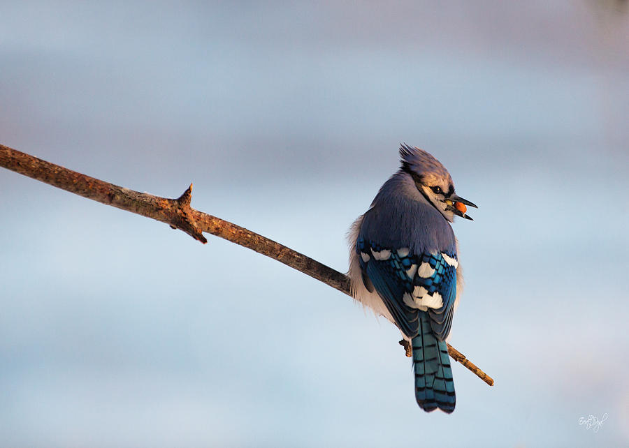 Blue Jay Photograph - Blue Jay with nuts by Everet Regal