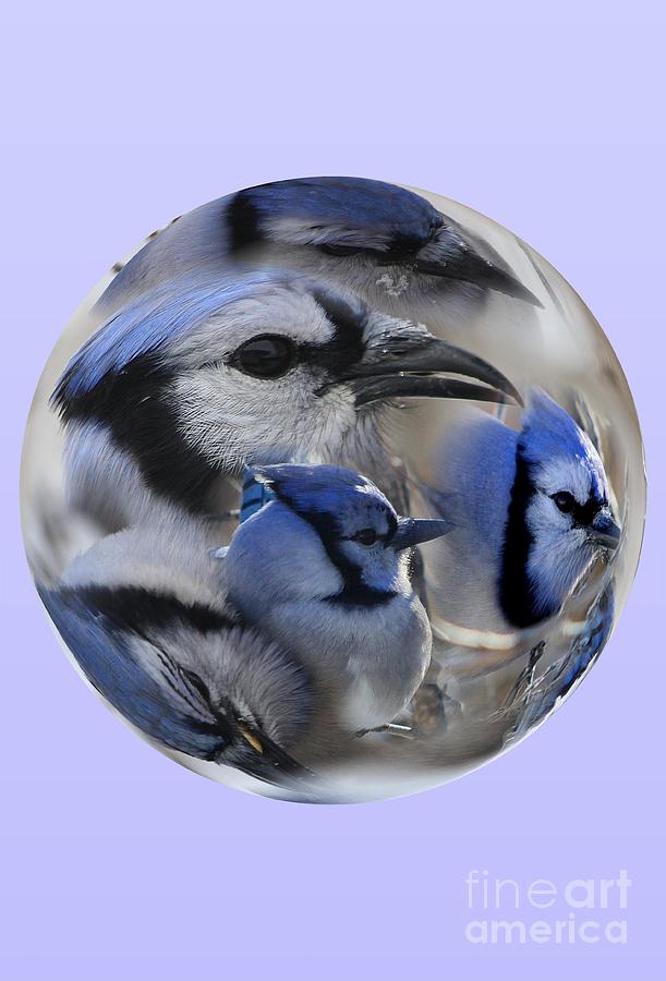 Bird Photograph - Blue Jays all Around by Rick Rauzi