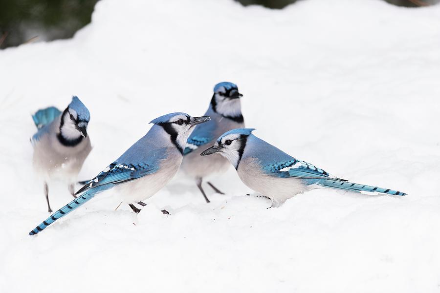 Blue Jays Photograph by Science Photo Library Blue Jays Photograph by Science Photo Library
