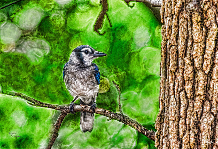 Blue Jays Favorite Perch Digital Art by Sandi OReilly