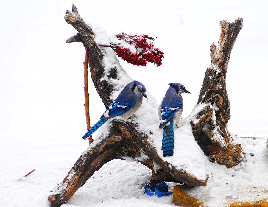 Blue jays in Winter Photograph by Randall Branham