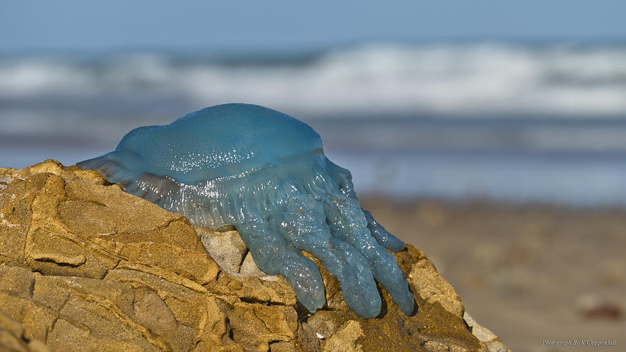Blue Jellyfish 02 Photograph by Kevin Chippindall