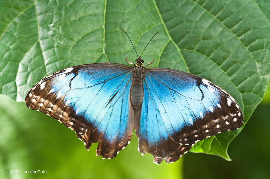 Blue Photograph by Jennifer Cato - Fine Art America