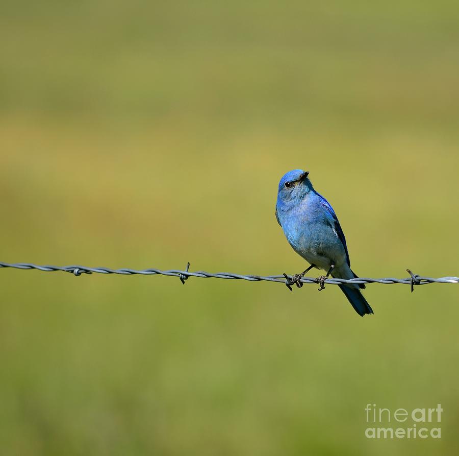 Blue  Photograph by Johanne Peale