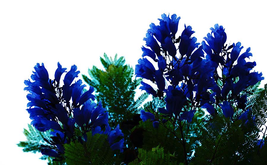 Blue Photograph by Julia Ivanovna Willhite