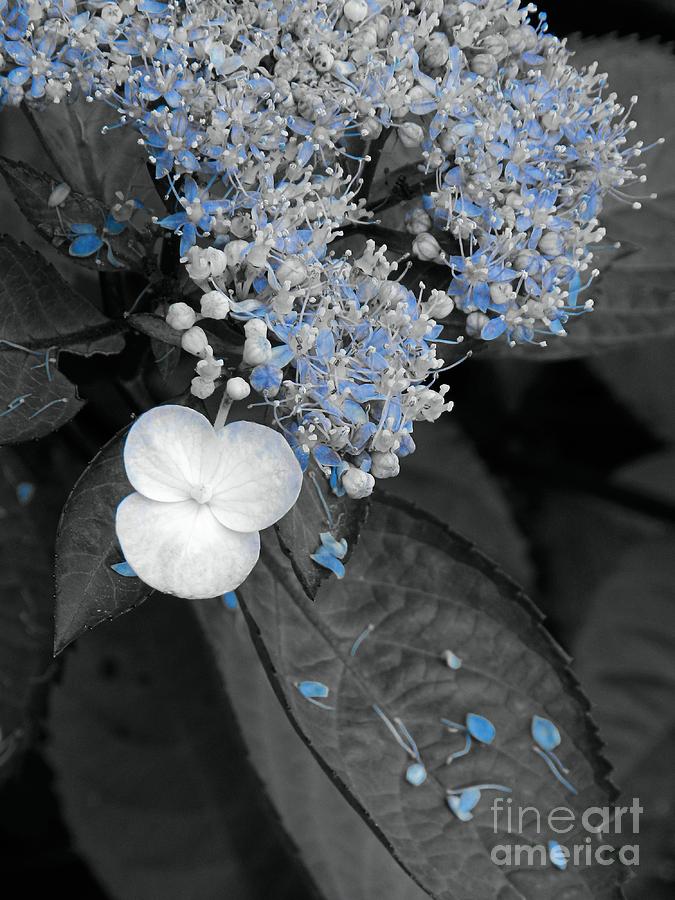 Blue Lace Hydrangea Photograph by Sharon Woerner