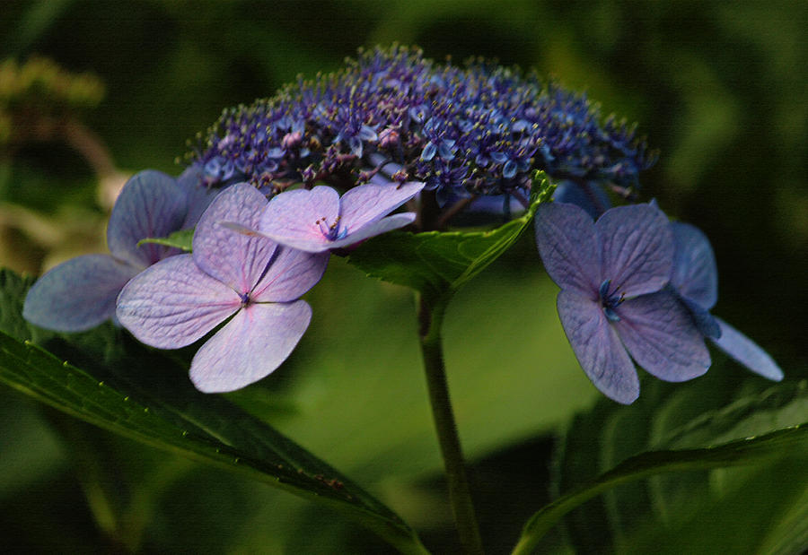 Blue Lacecap Hydrangea Photograph by Suzanne Gaff