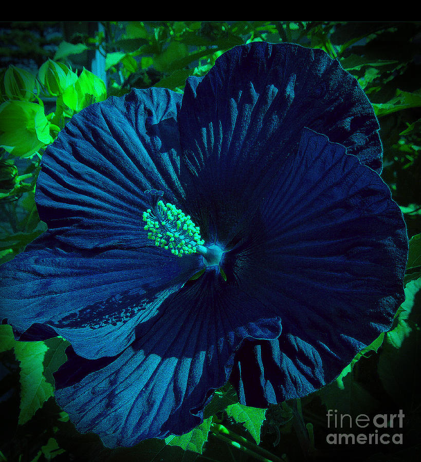 Flower Photograph -  Large very Blue Hibiscus by Tina M Wenger