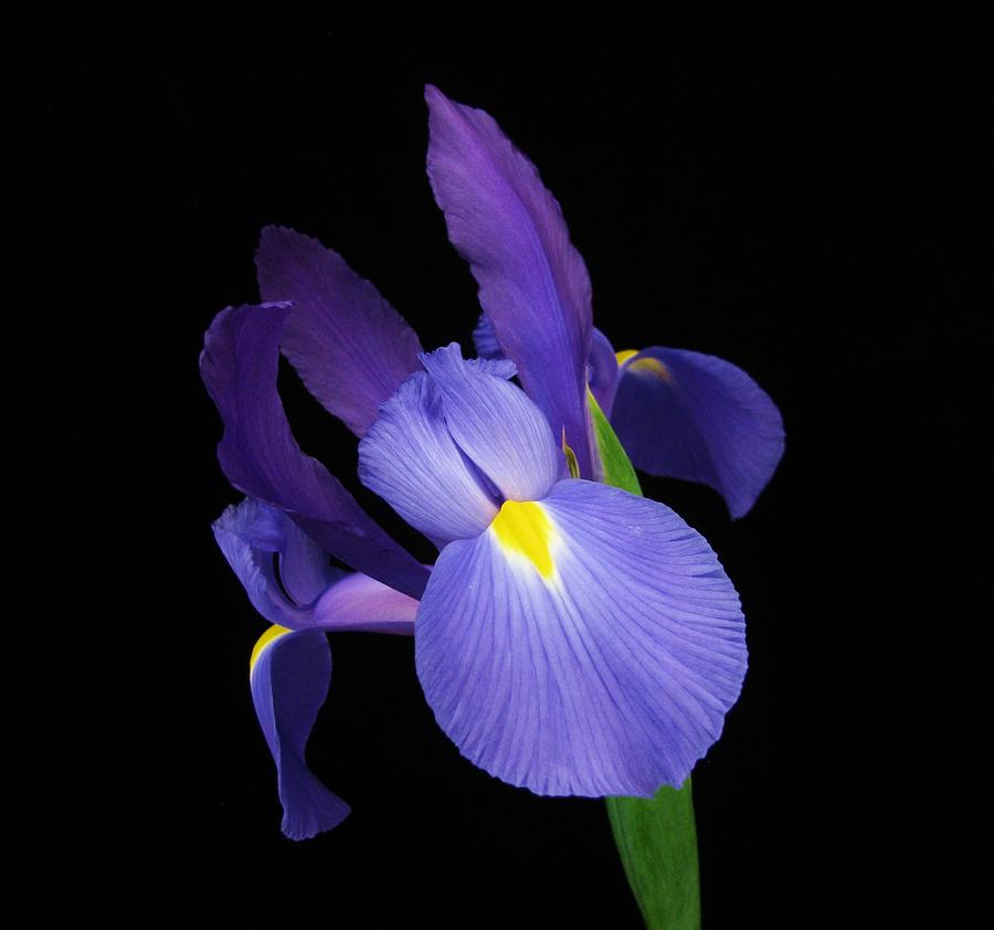 Iris Photograph - Blue Lavender Iris by Carol Welsh