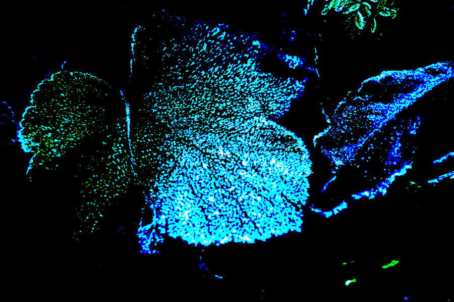 Blue Leaf Digital Art