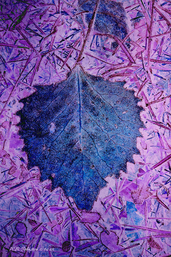 Blue Leaf Photograph by WB Johnston