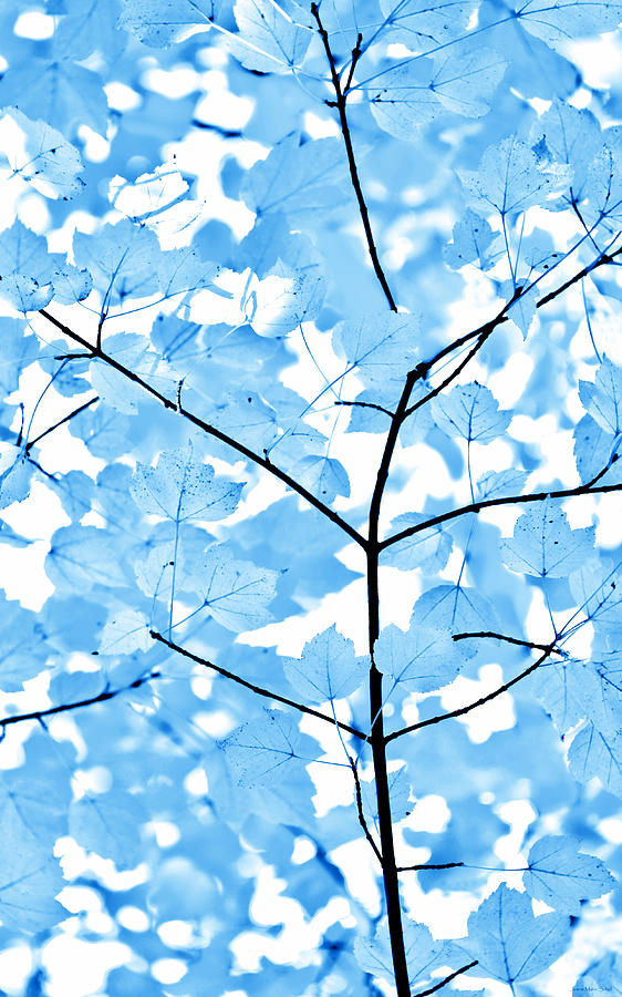 Leaf Photograph - Blue Leaves Melody by Jennie Marie Schell