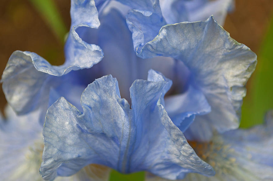Blue Lilac Iris Photograph by Tikvahs Hope