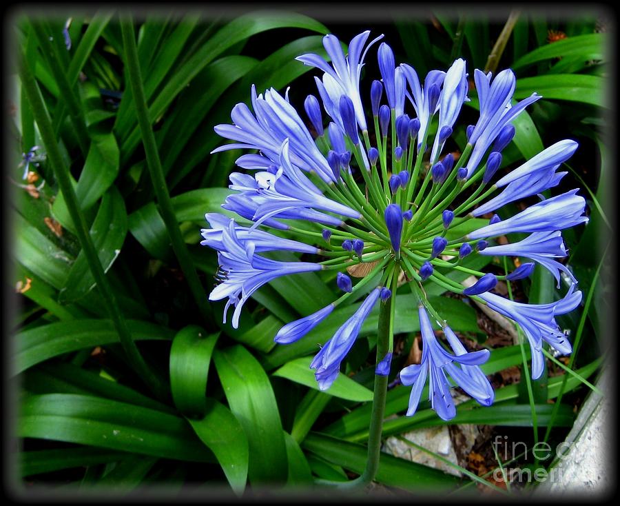 Blue lily from Korfu Photograph by Susanne Baumann