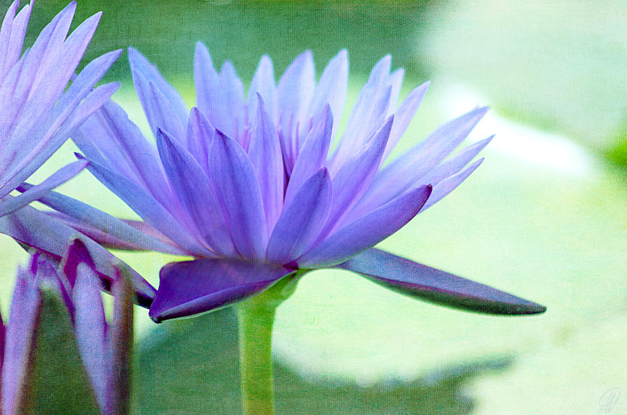 Blue Lily Digital Art by Margaret Hormann Bfa
