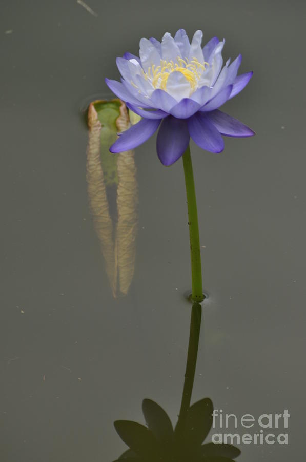 Blue Lily Photograph by Nona Kumah