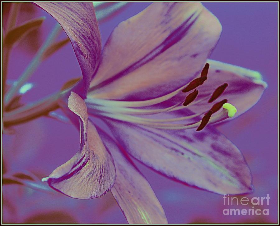 Lily Photograph - Blue Lily Pop Art by Dora Sofia Caputo