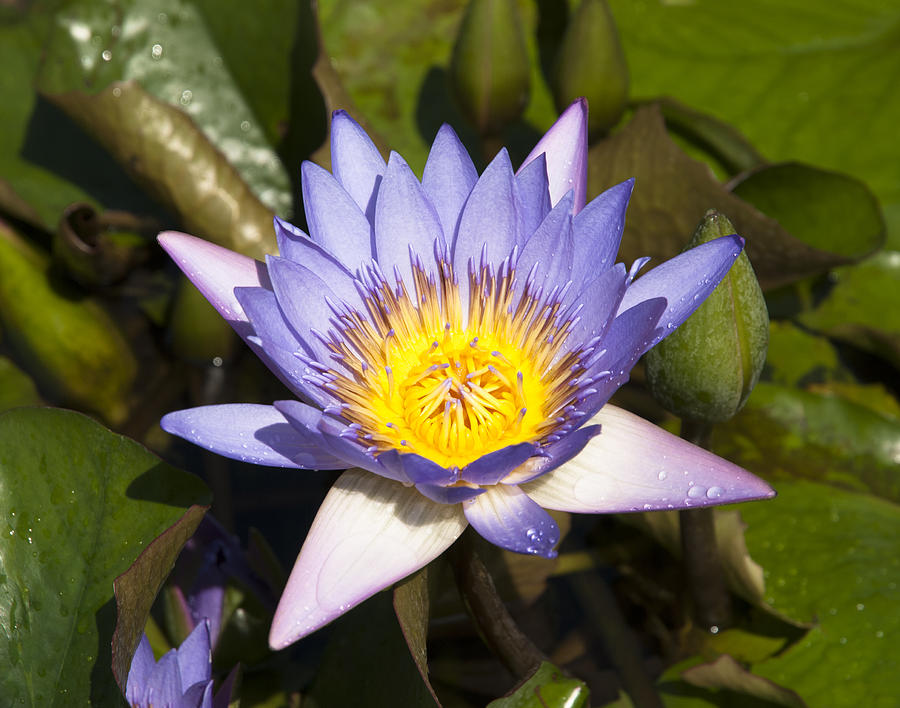 Blue Lily Photograph by Ramunas Bruzas