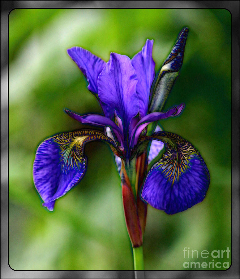Blue lily Photograph by Susanne Baumann