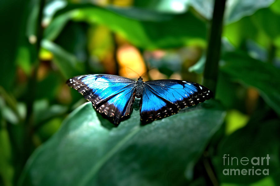 Blue Lit Butterfly Photograph