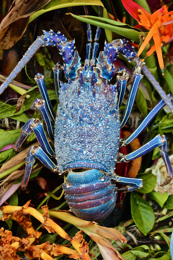 Blue Lobster Photograph by Venetia Featherstone-Witty