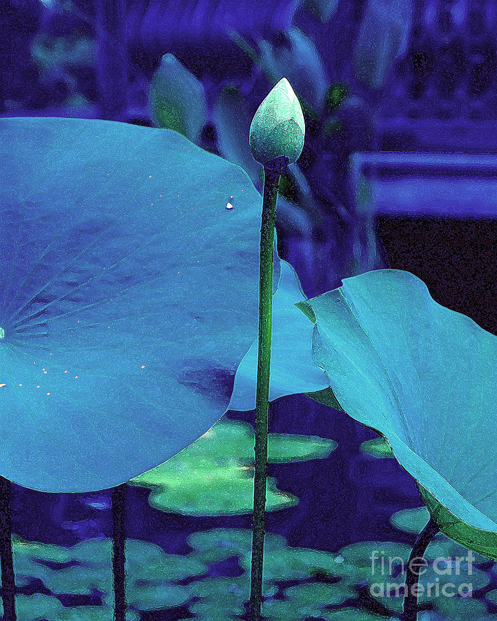 Summer Photograph - Blue Lotus Bud by Candace Byington