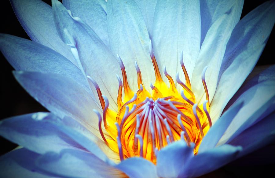 Flower Photograph - Blue Lotus by Cynthia Guinn