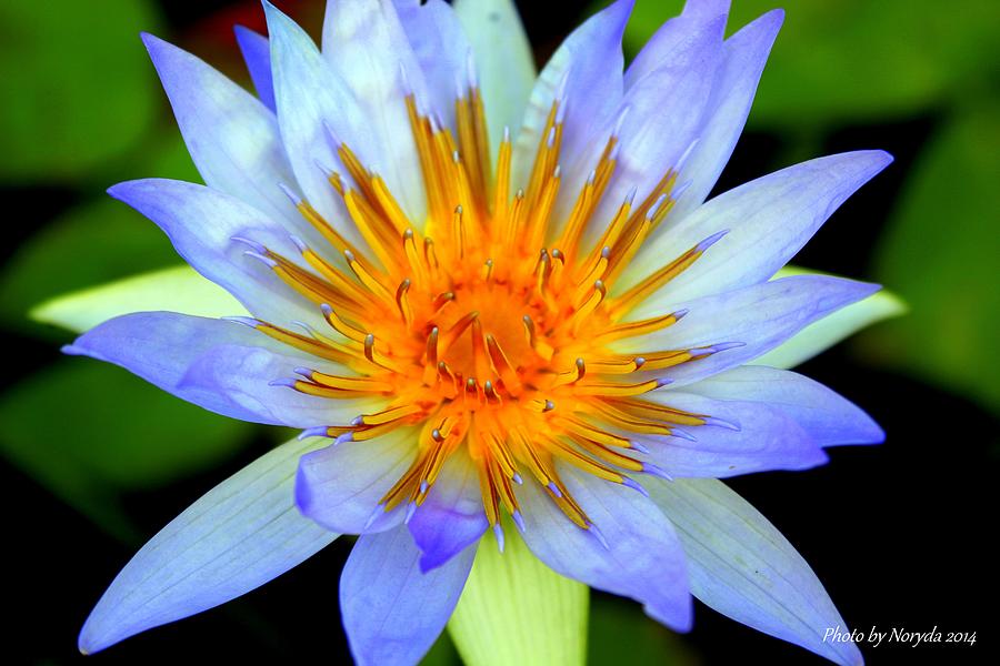 Nature Photograph - Blue Lotus  by Noreida Raisner
