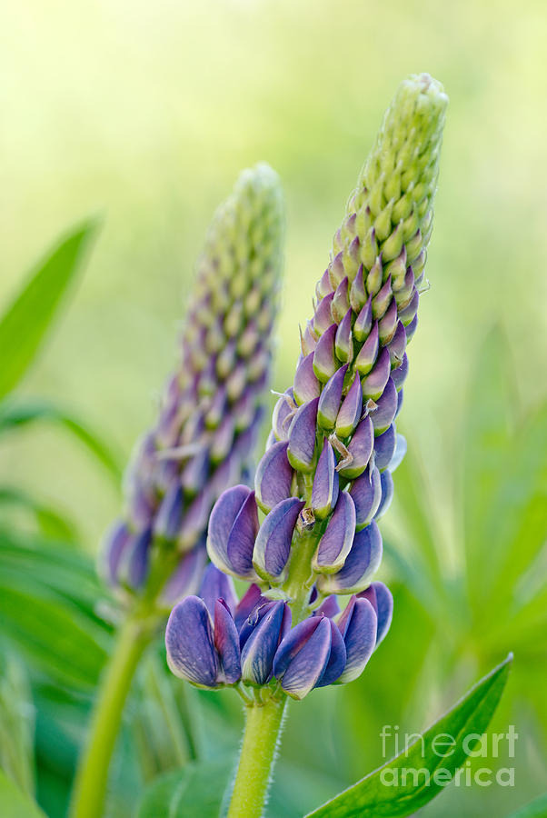 Blue Lupin Flower Photograph