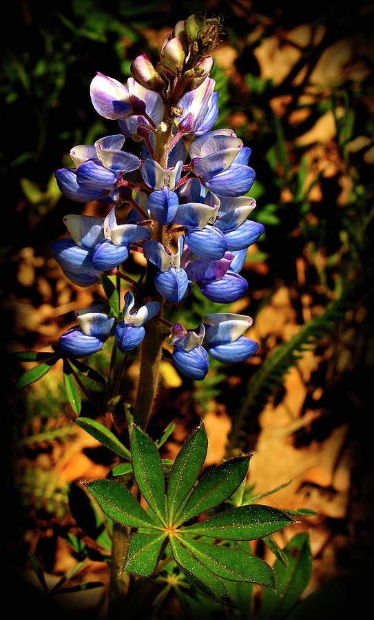 Blue Lupines Photograph by Thomas Young