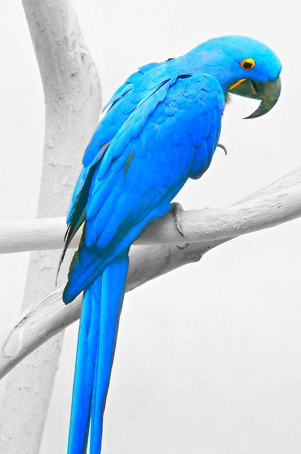 Blue Macaw Photograph by Diana Angstadt