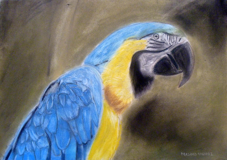 Macaw Painting - Blue Macaw by Masaad Amoodi