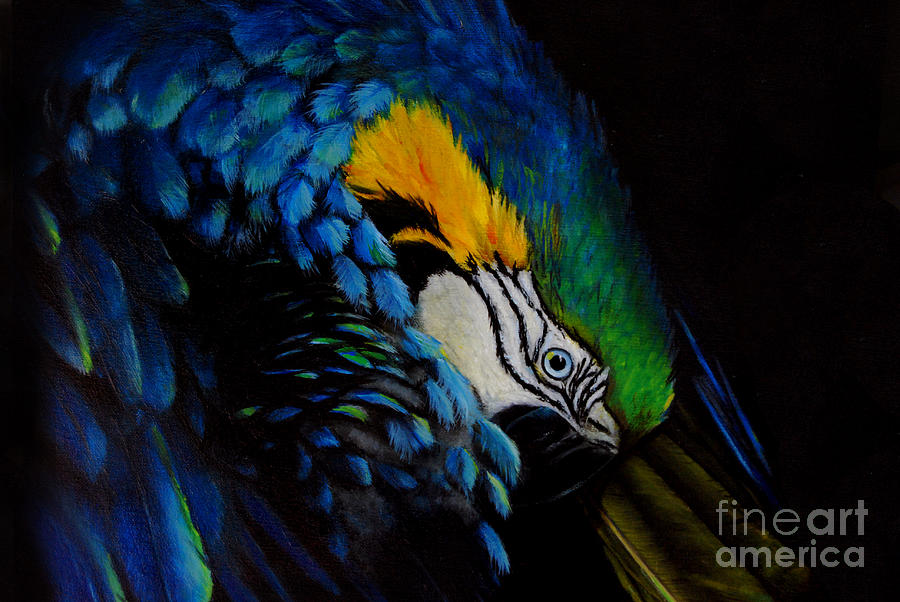 Blue Macaw Painting by Nancy Bradley