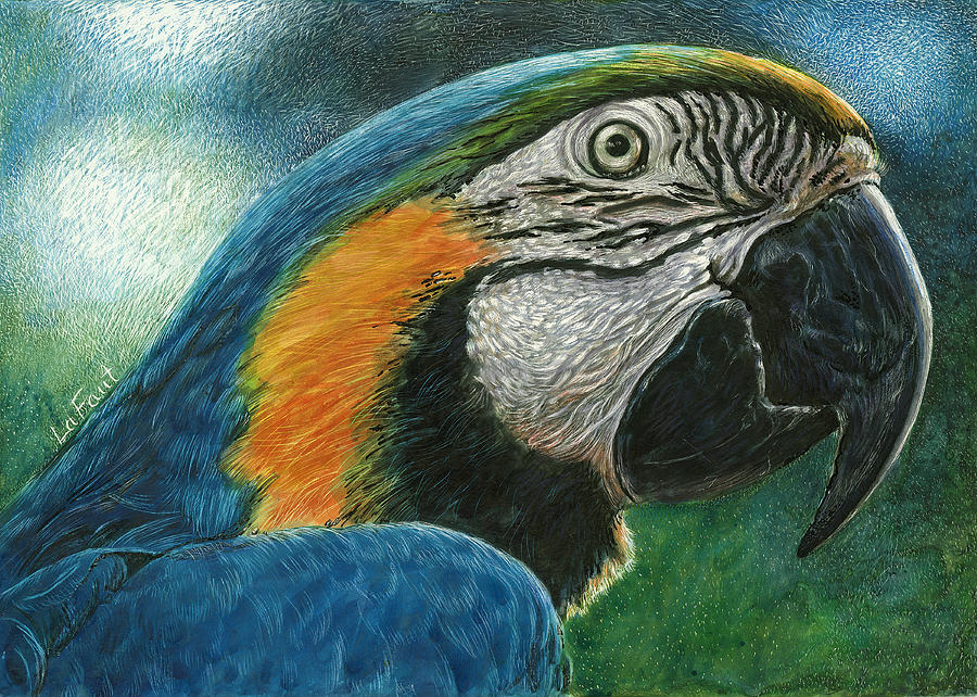 Blue Macaw Drawing by Sandra LaFaut