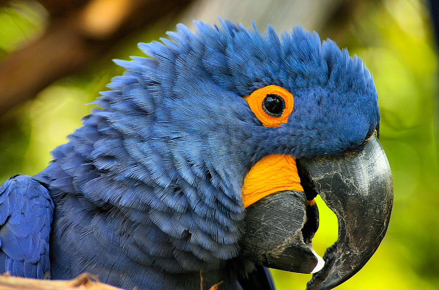 Blue Macaw Photograph