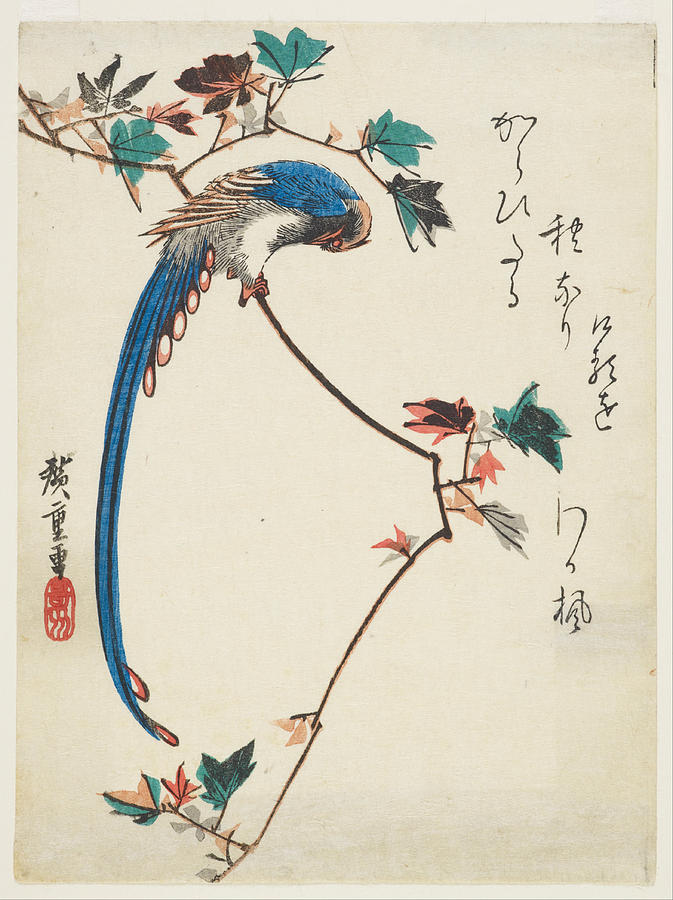 Blue magpie on maple branch Drawing by Utagawa Hiroshige