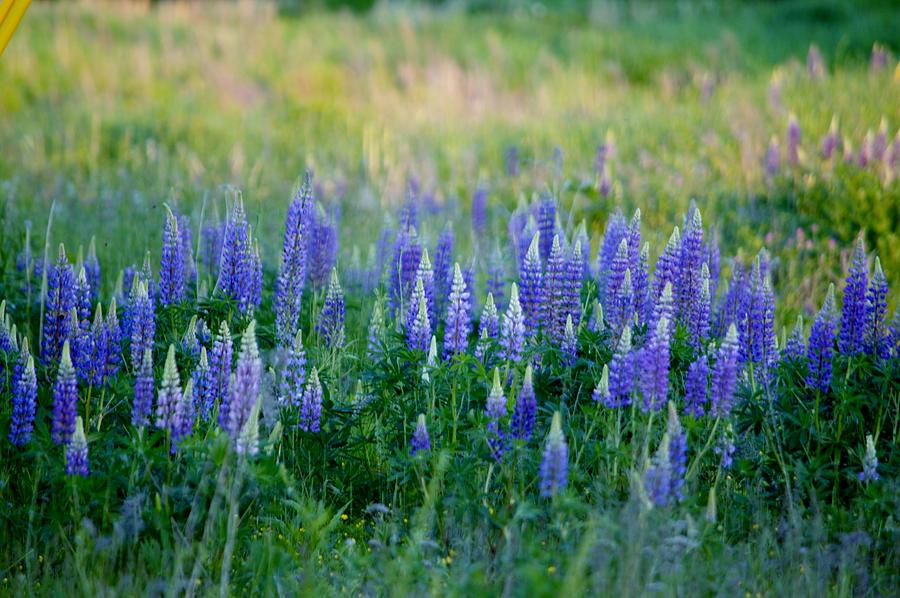 Blue Maine Lupines Photograph by Lena Hatch