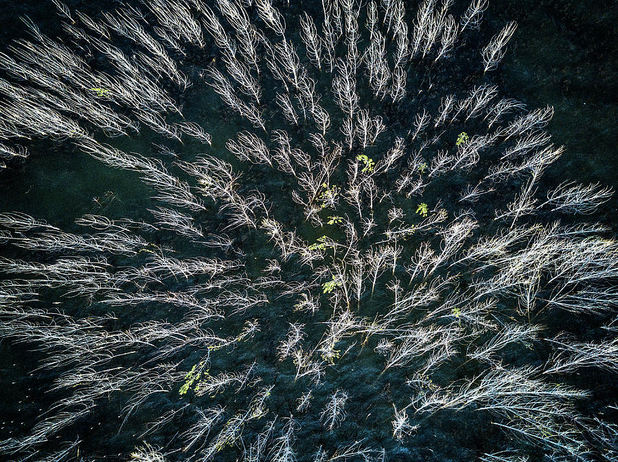 Blue Mangrove Photograph by Zhou Chengzhou