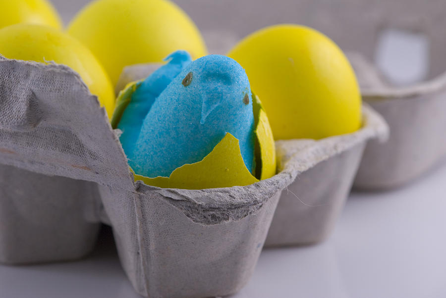 Blue Marshmallow Chick Hatched in Egg Carton Photograph by Juli Scalzi