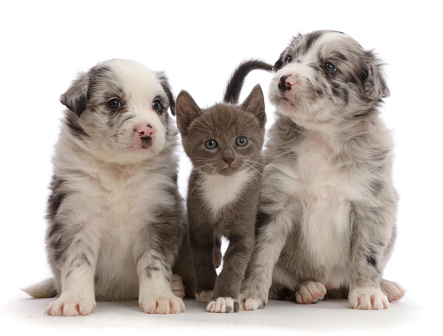 Blue Merle Border Collie Puppies Photograph by Mark Taylor