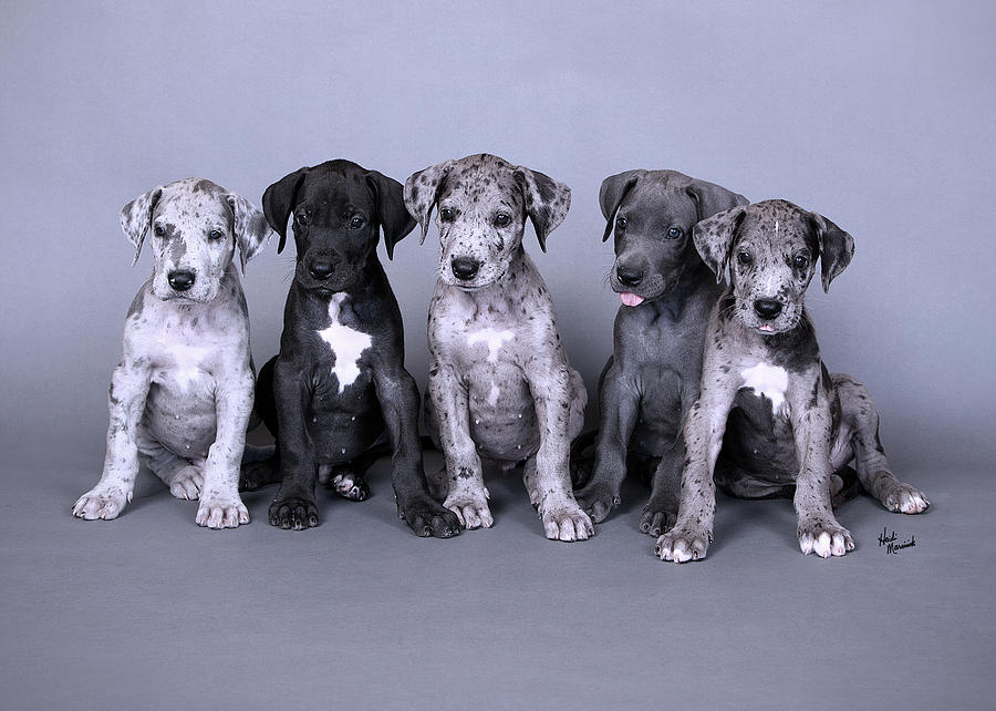 Blue Merle Great Dane Puppies Photograph by Heidi Marcinik