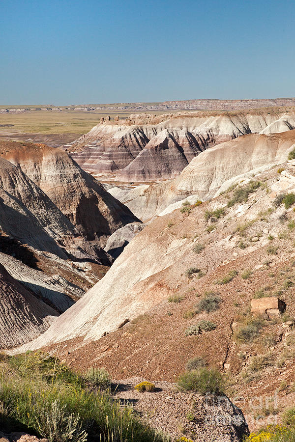 Blue Mesa Petrified Forest National Park Photograph by Fred Stearns
