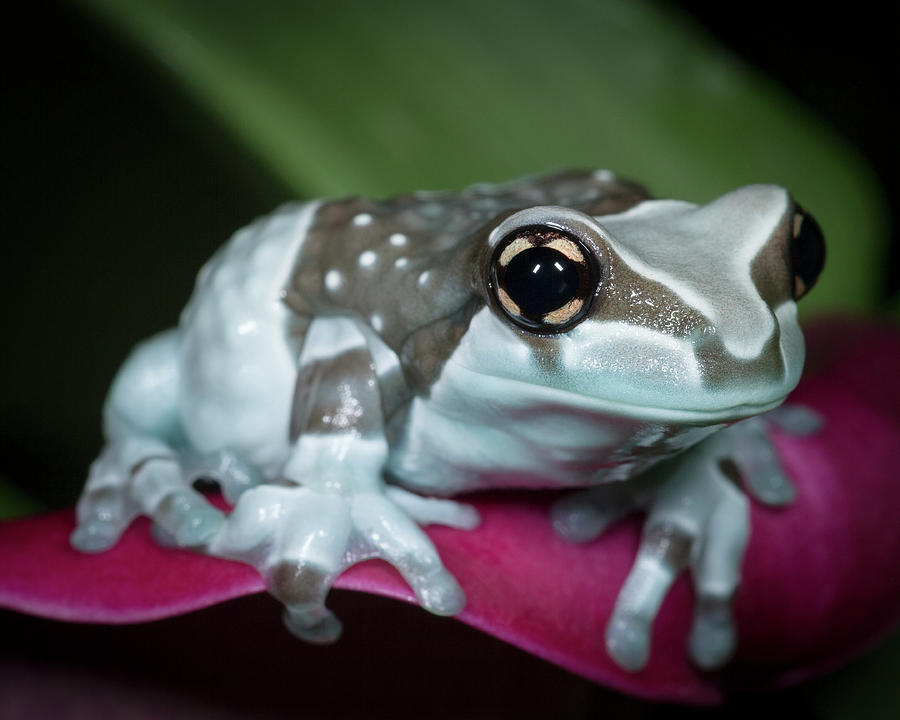 Blue Milk Frog On A Flower Photograph by Maresa Pryor