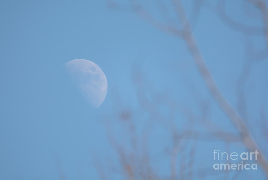 Blue Moon Photograph by Cheryl Baxter
