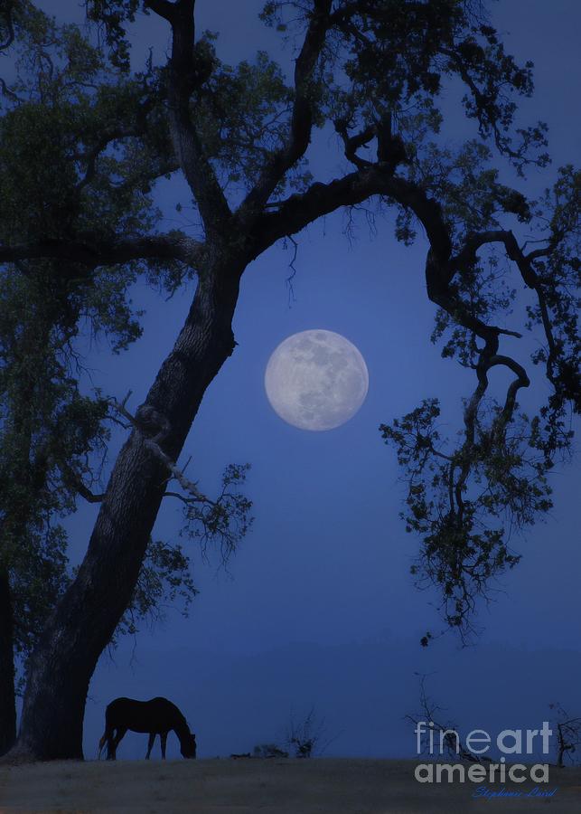 Blue Moon Horse and Oak Tree Photograph by Stephanie Laird