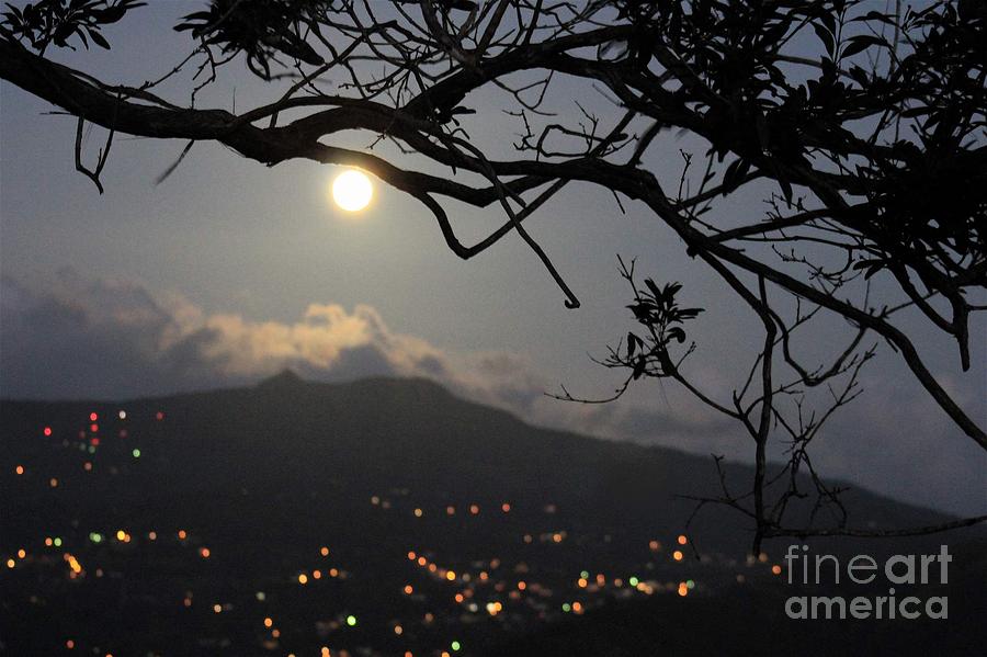 Nature Photograph - Blue Moon Over El Yunque by Alice Terrill
